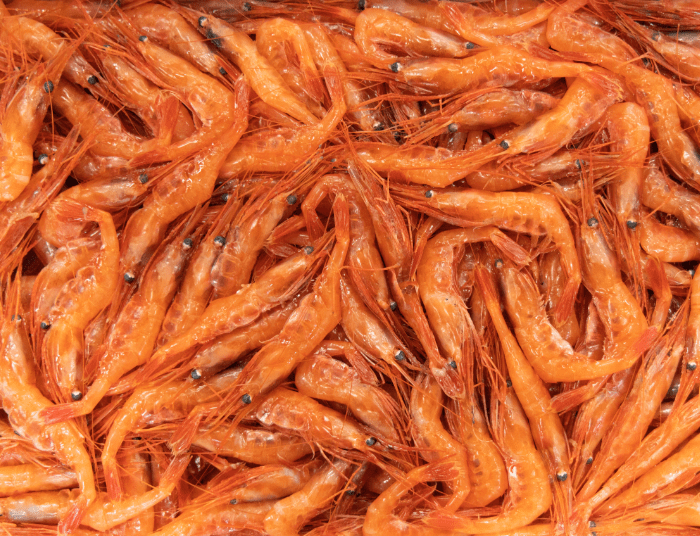 大量のえびの写真